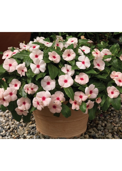 vinca cora cascade polka dot- каскадна винка (154)